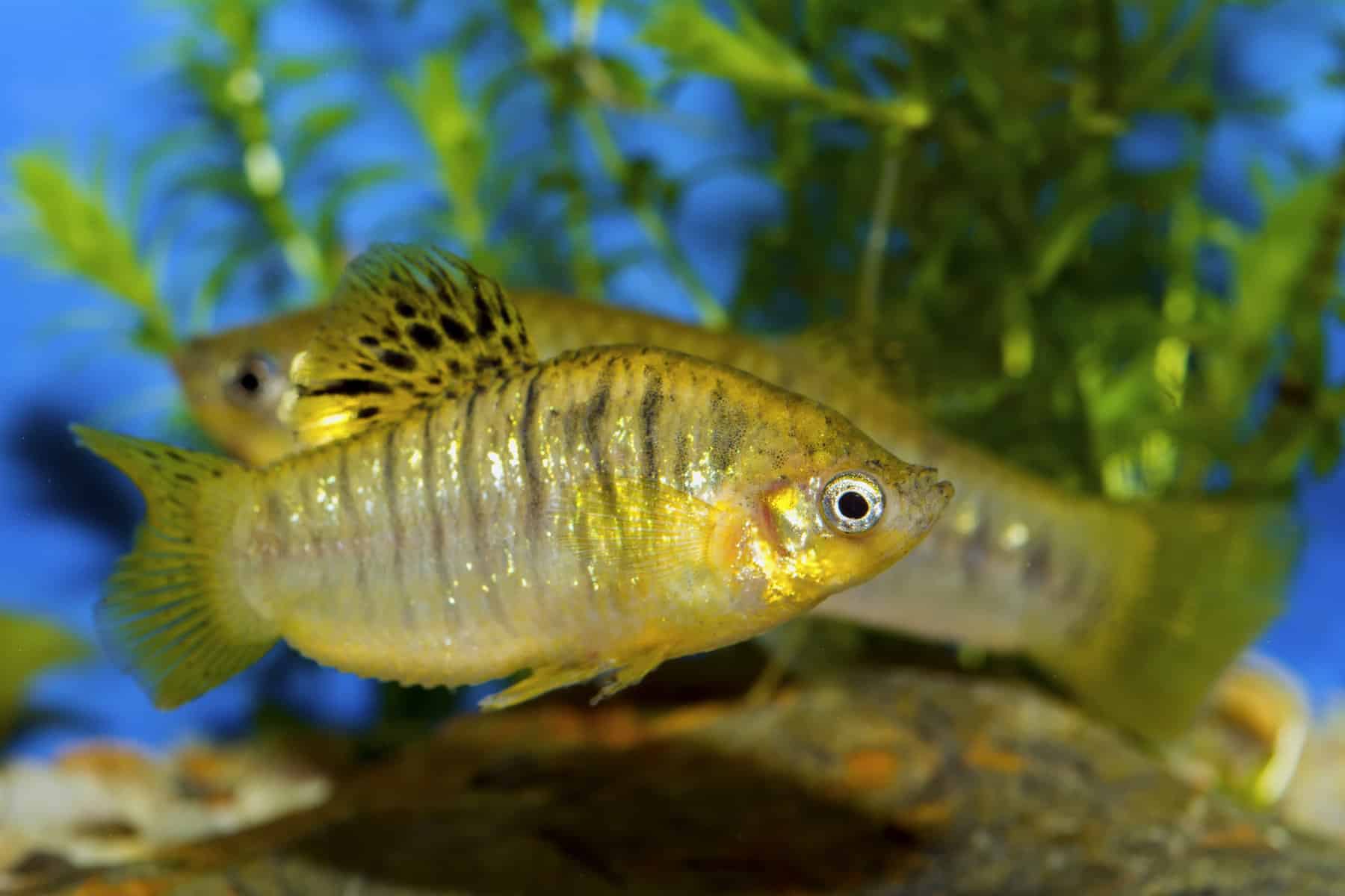 Guppy Molly Hybrid Facts That Will Suprise You Guppy Molly Hybrid Facts That Will Suprise You