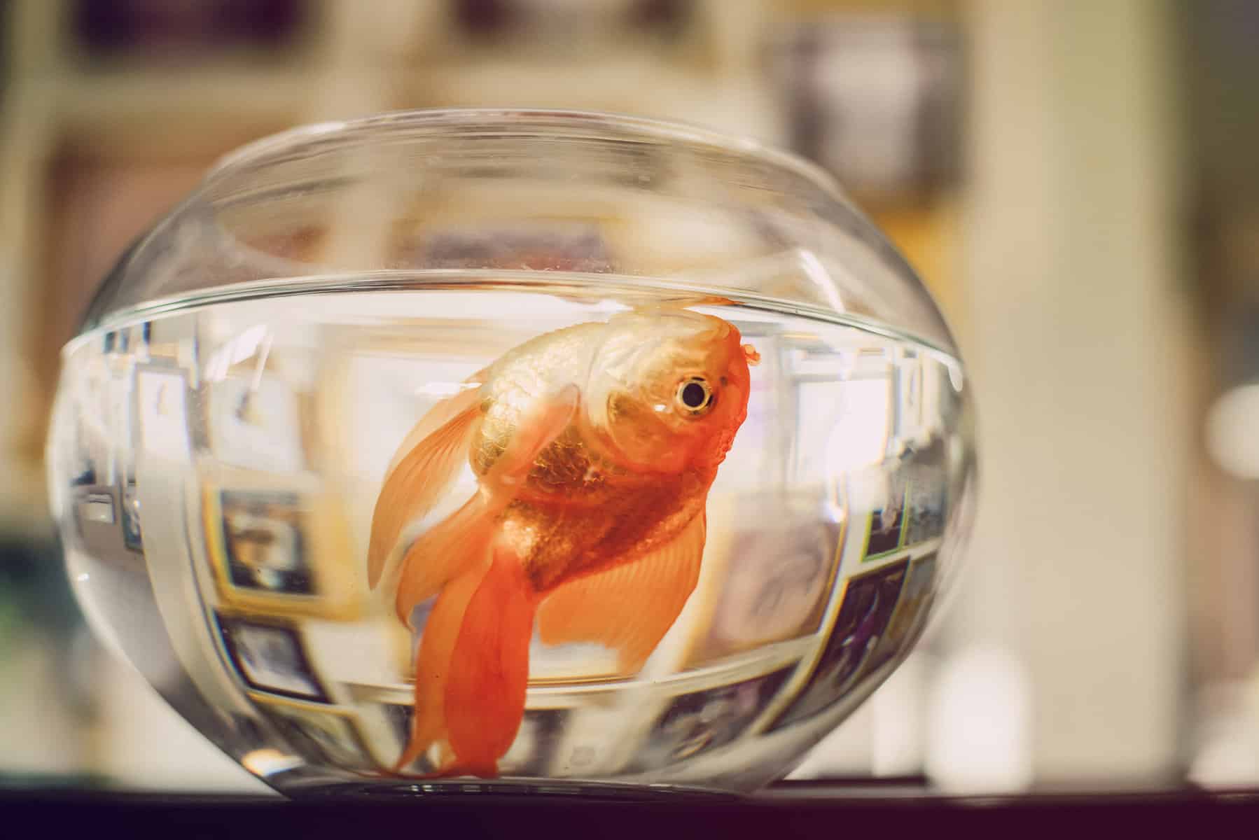 How to Euthanize a Fish With Baking Soda?