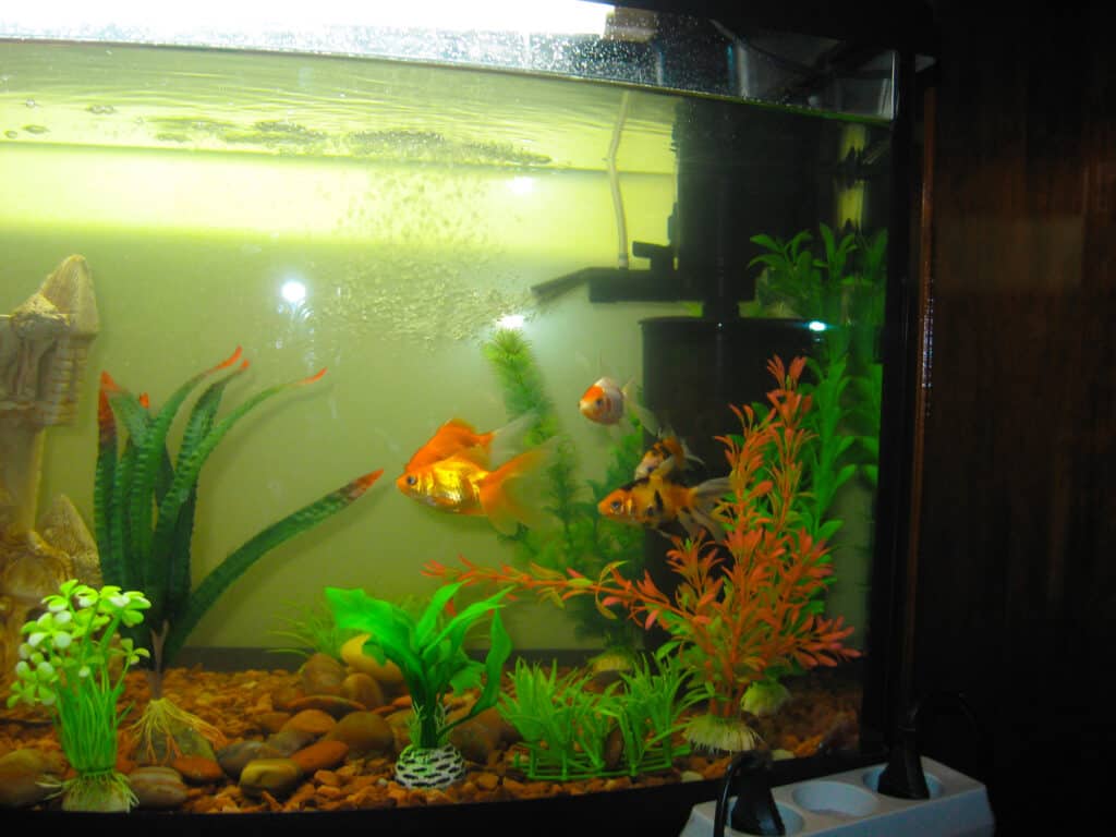 How To Keep a Fish Tank Warm Without a Heater