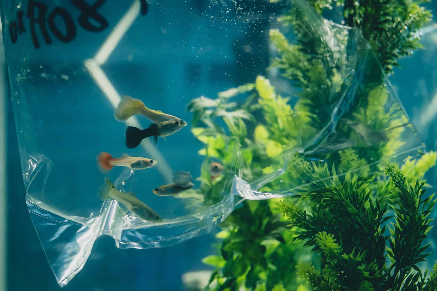 How To Transfer Fish From One Tank to Another