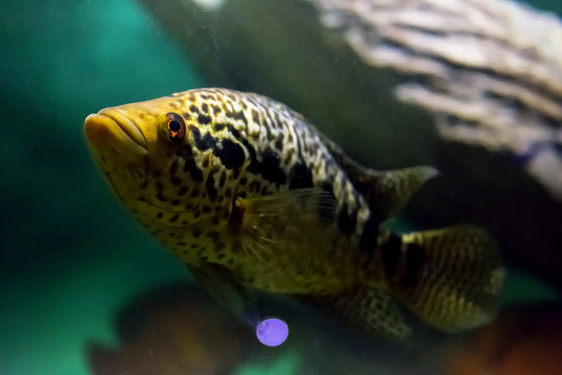 Jaguar Cichlid