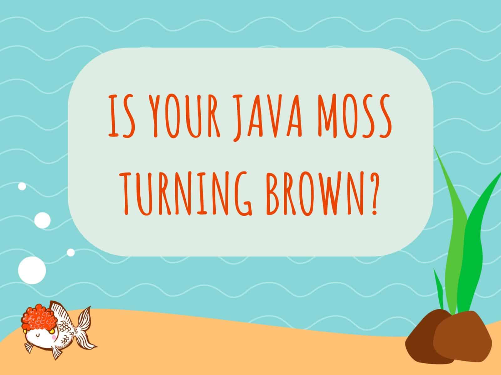 Java Moss Turning Brown