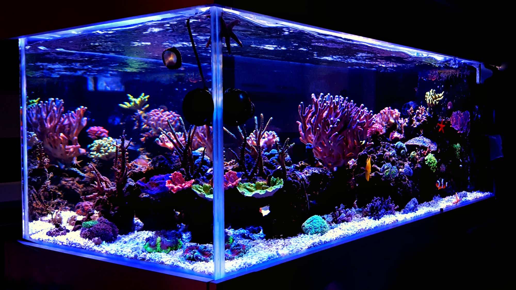 Immunitet Sund mad At regere The Kessil 160WE Review: An LED Light Great for Any Setup