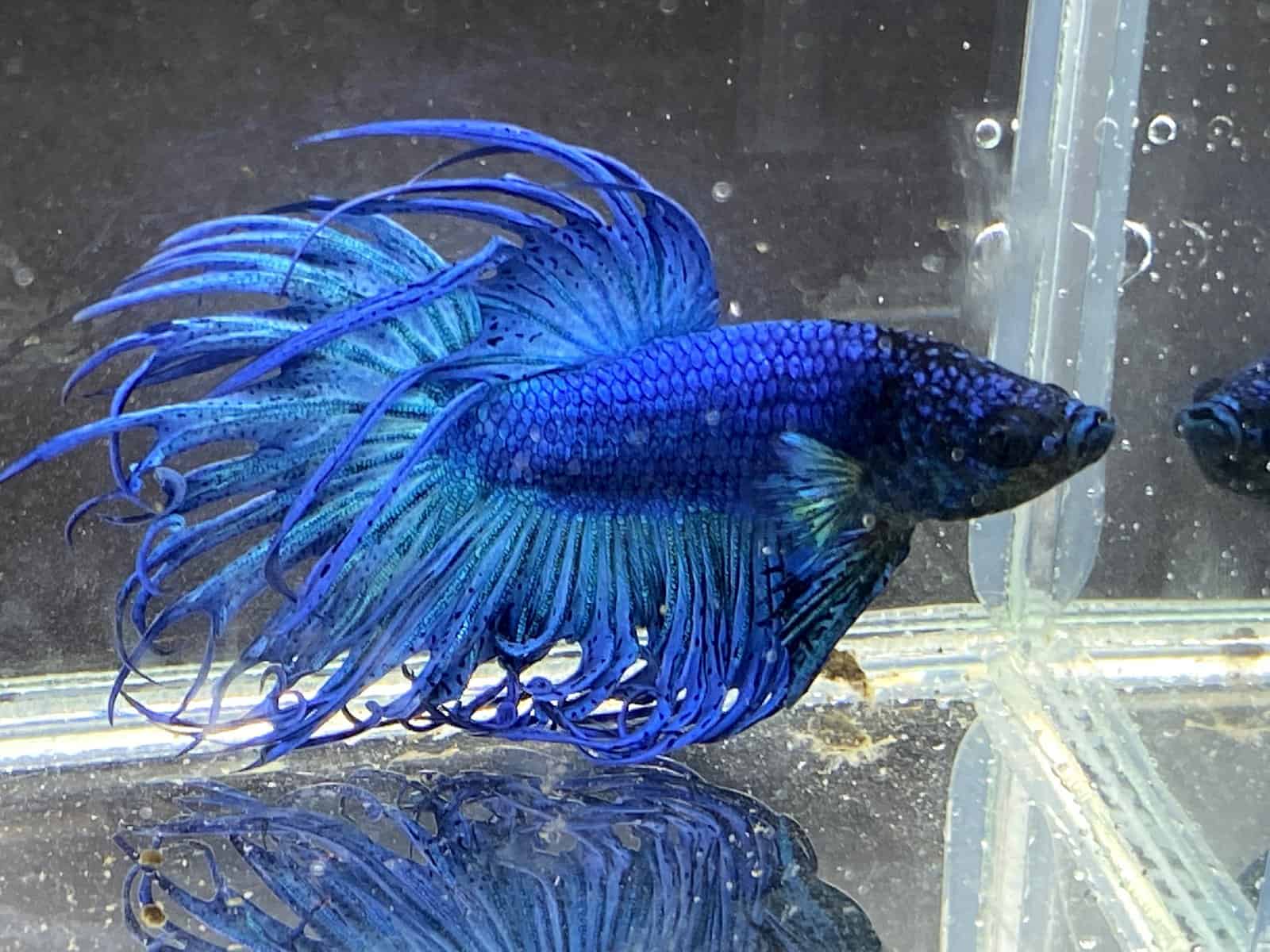 Overfed Betta Fish: Tell-Tale Signs and Safe Solutions