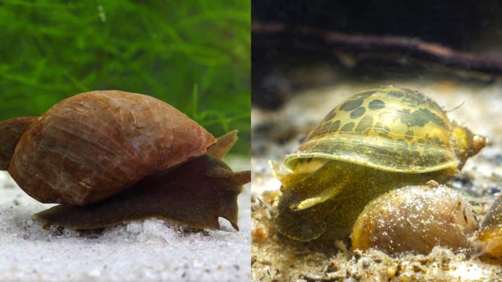 Pond Snail vs Bladder Snail