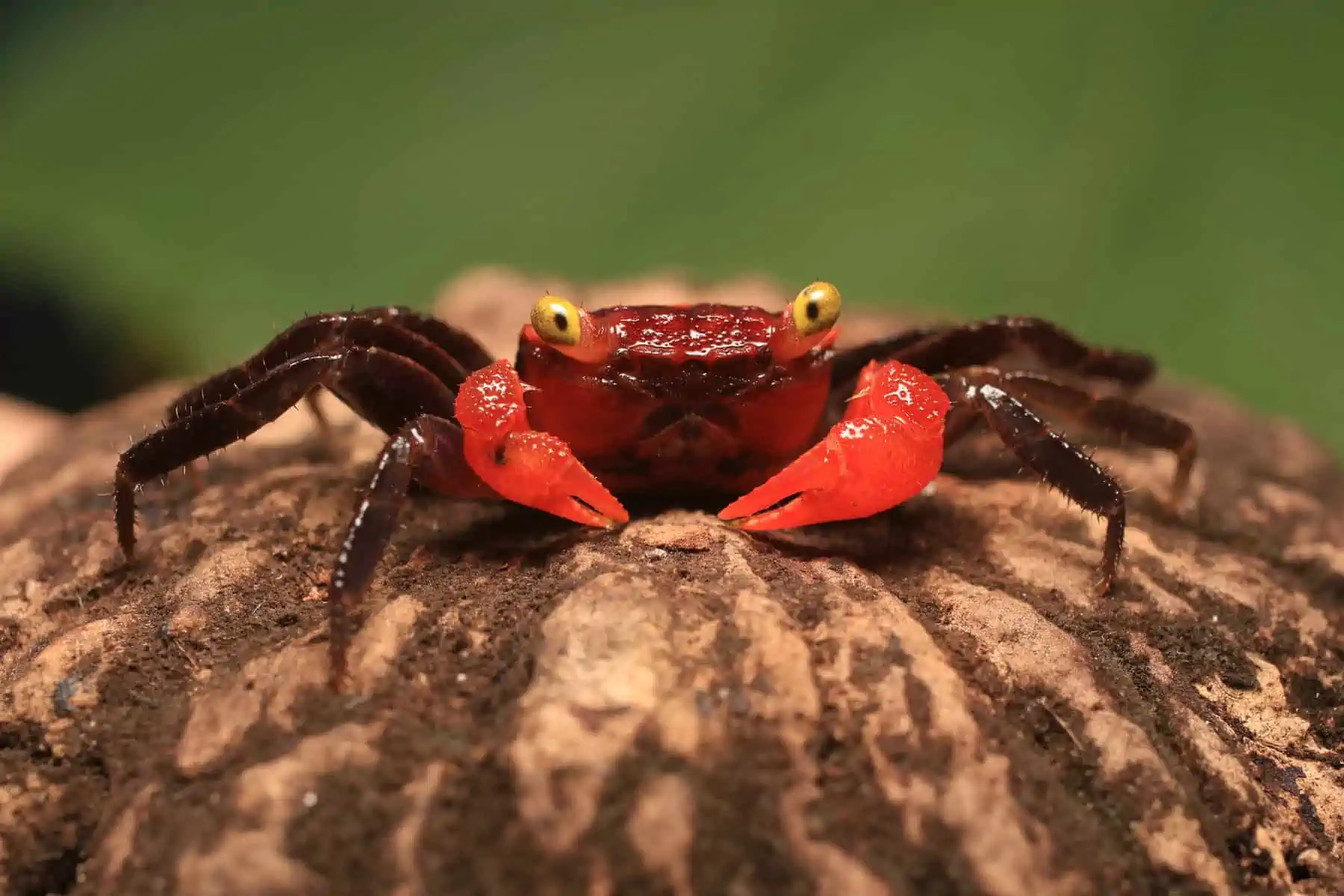 Red Apple Crab