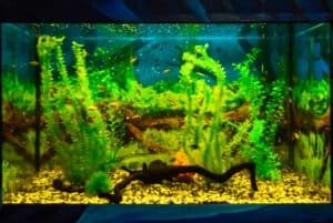 Image showcasing Signs of a Cycled Aquarium | A Comprehensive Guide