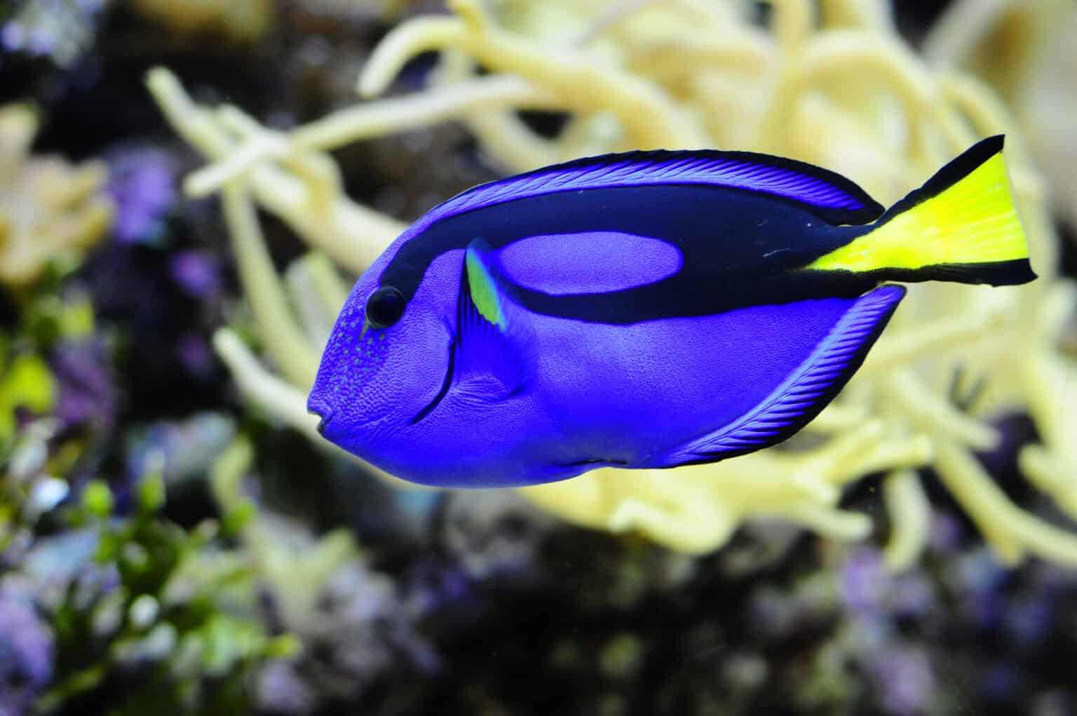 Tang Fish The Fascinating Facts You Never Knew 