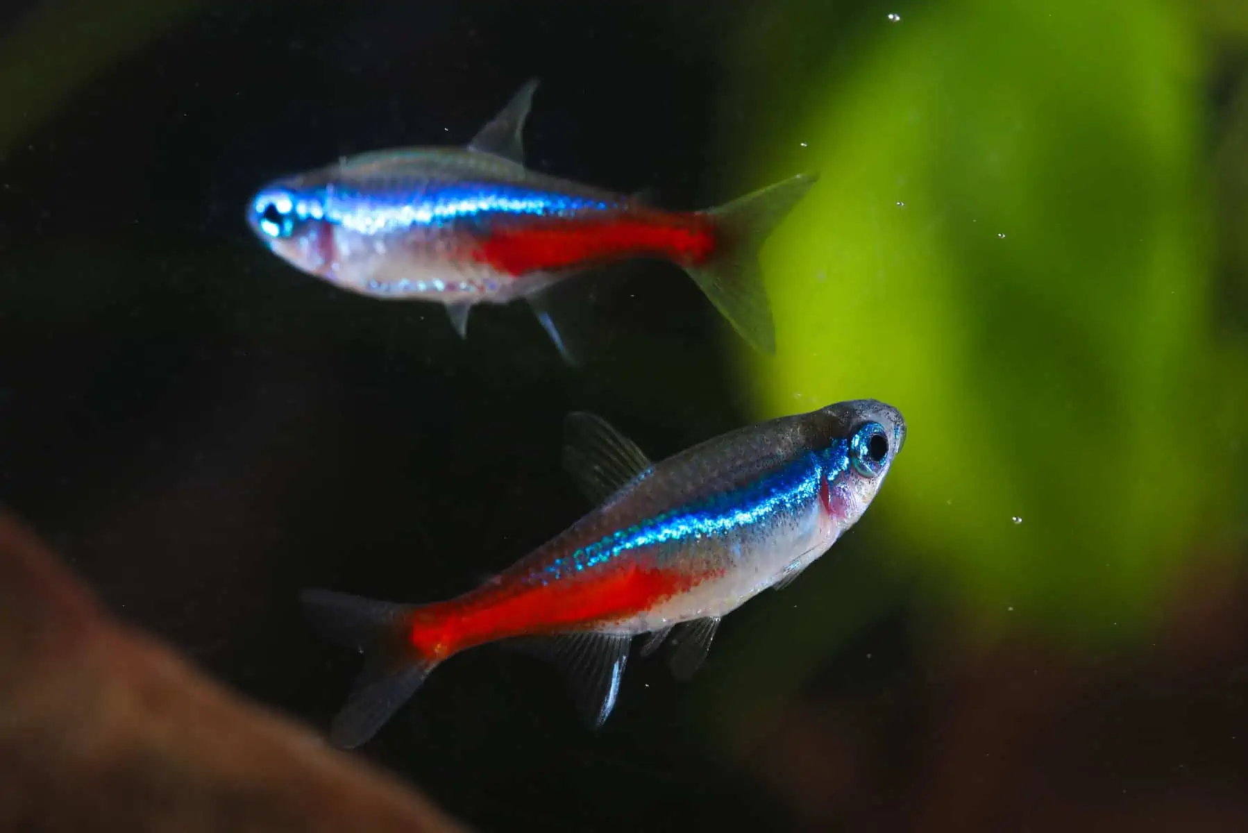 Two Neon tetra Paracheirodon innesi freshwater aquarium fish