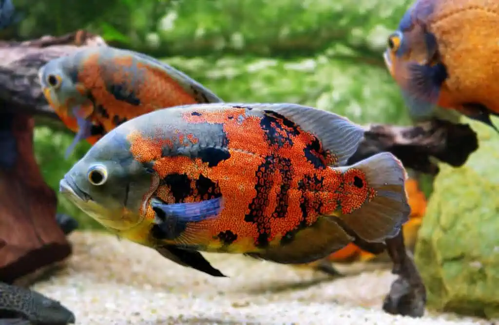 Types of Oscar Fish