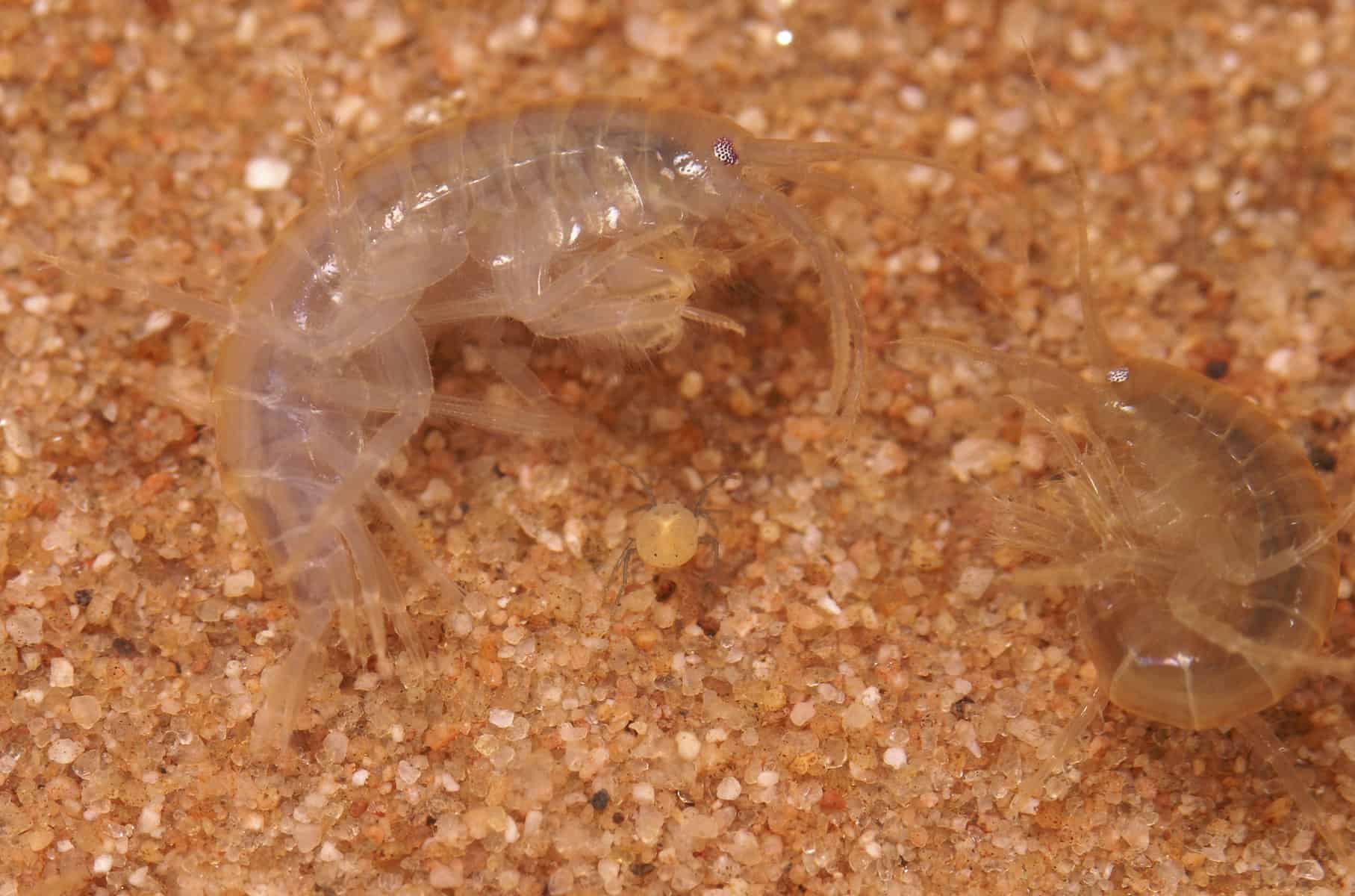 Water Mites in Fish Tank