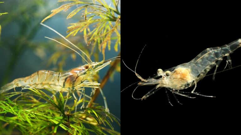 Whisker Shrimp vs Ghost Shrimp
