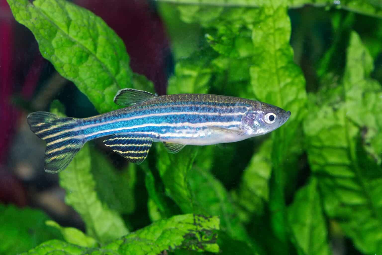 Aquarium Fish That Like Strong Current – Our Helpful Guide