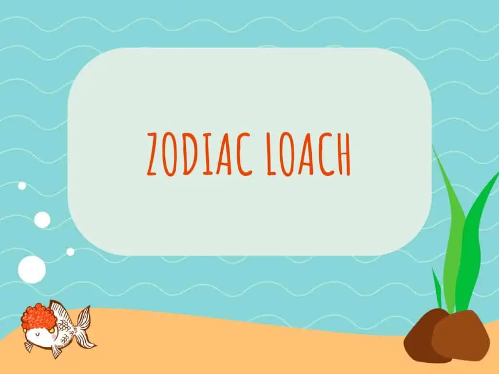 Zodiac Loach