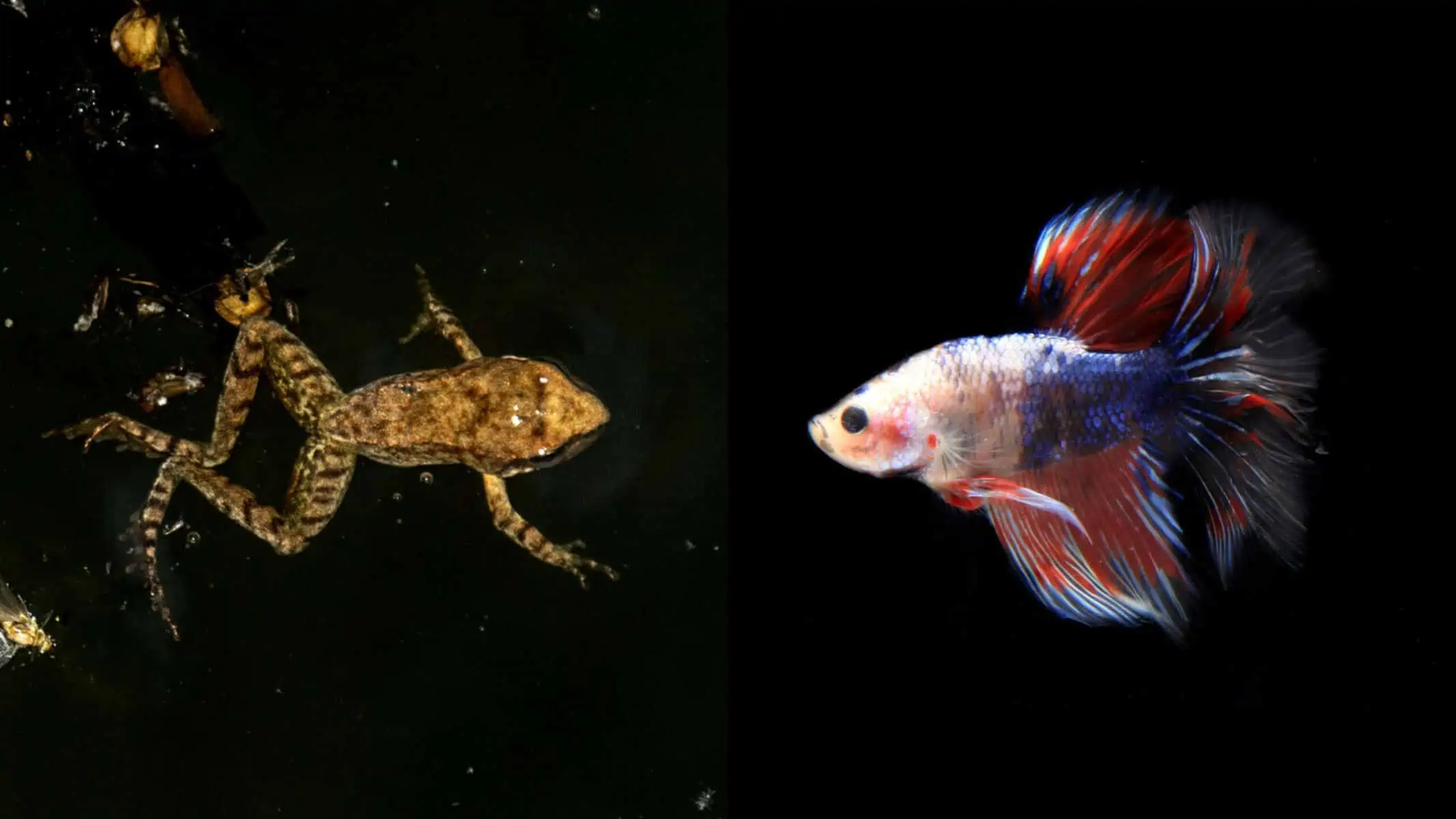 Frogs That Live In Fish Tanks