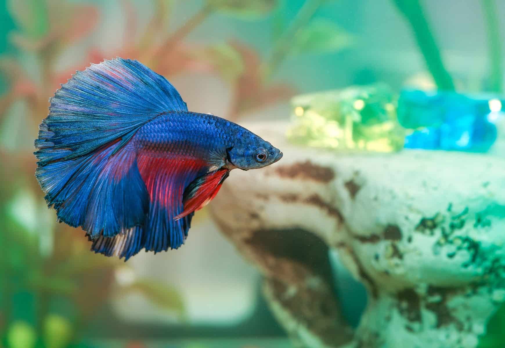 betta fish color change