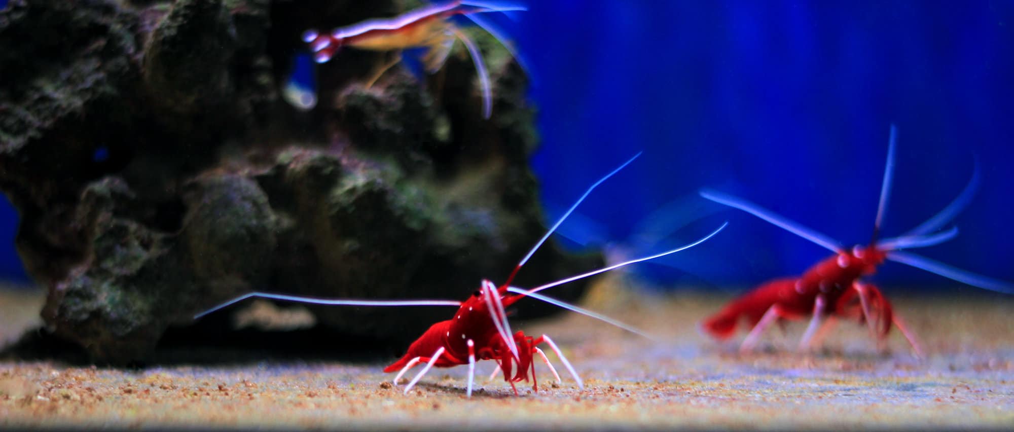 thumbnail image 2 of 10 To 20 Gallon Saltwater Aquarium Clean Up Crew: Blue Leg Hermits, Turbo Snails, Emerald Crab 2 of 2