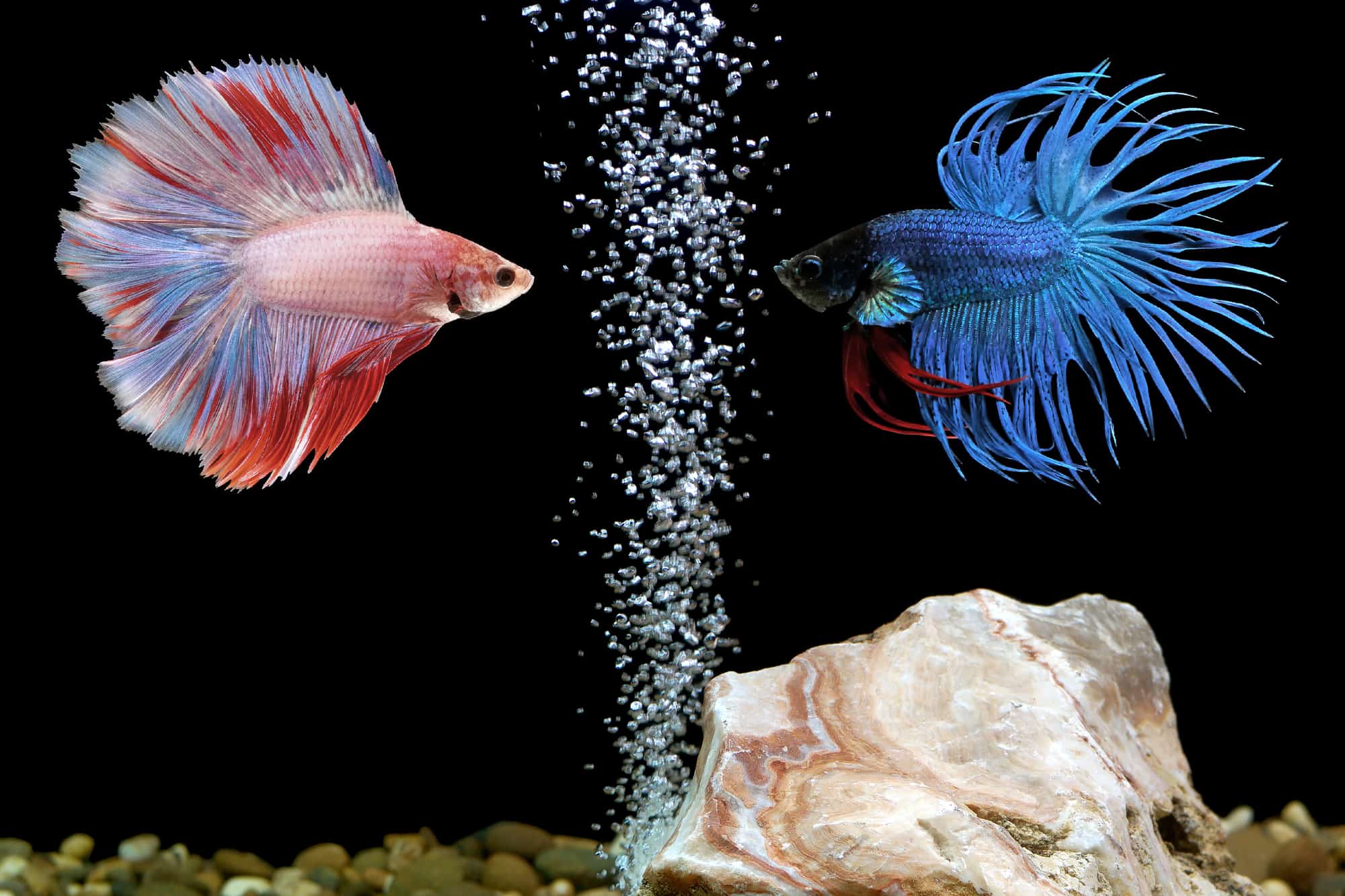 do bettas like bubbles