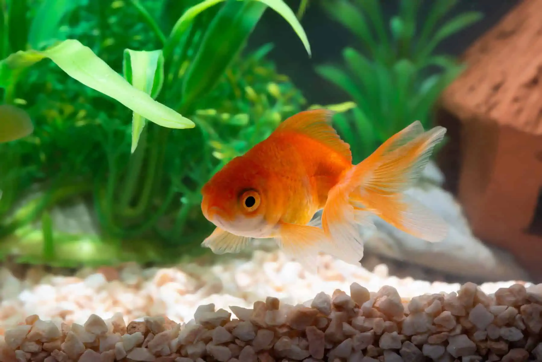Angelfish sales with goldfish