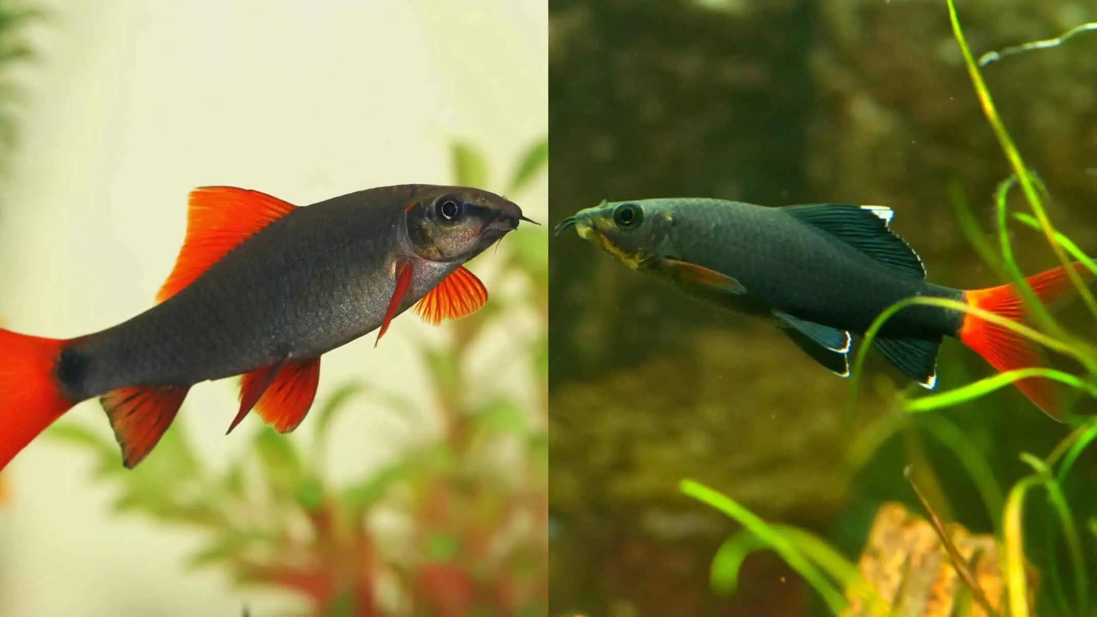 rainbow shark vs red tail shark