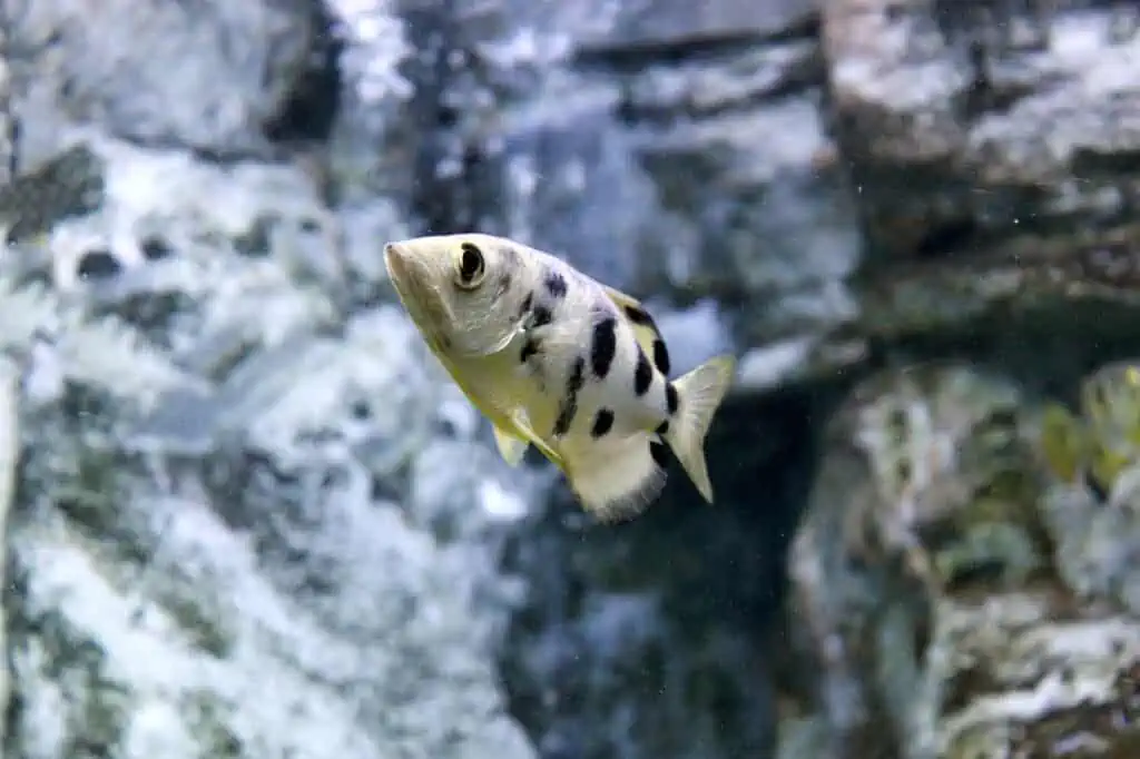 smartest pet fish