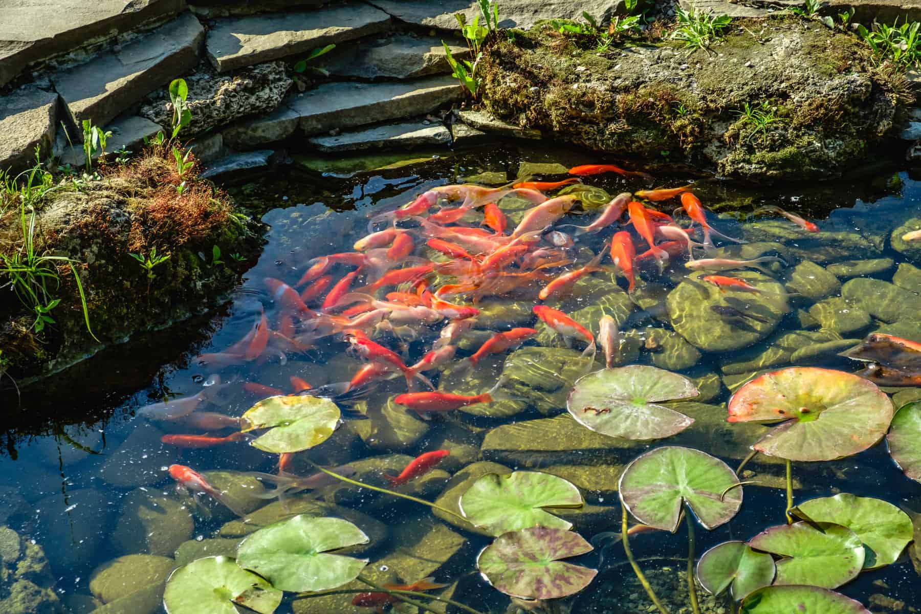 build a koi pond