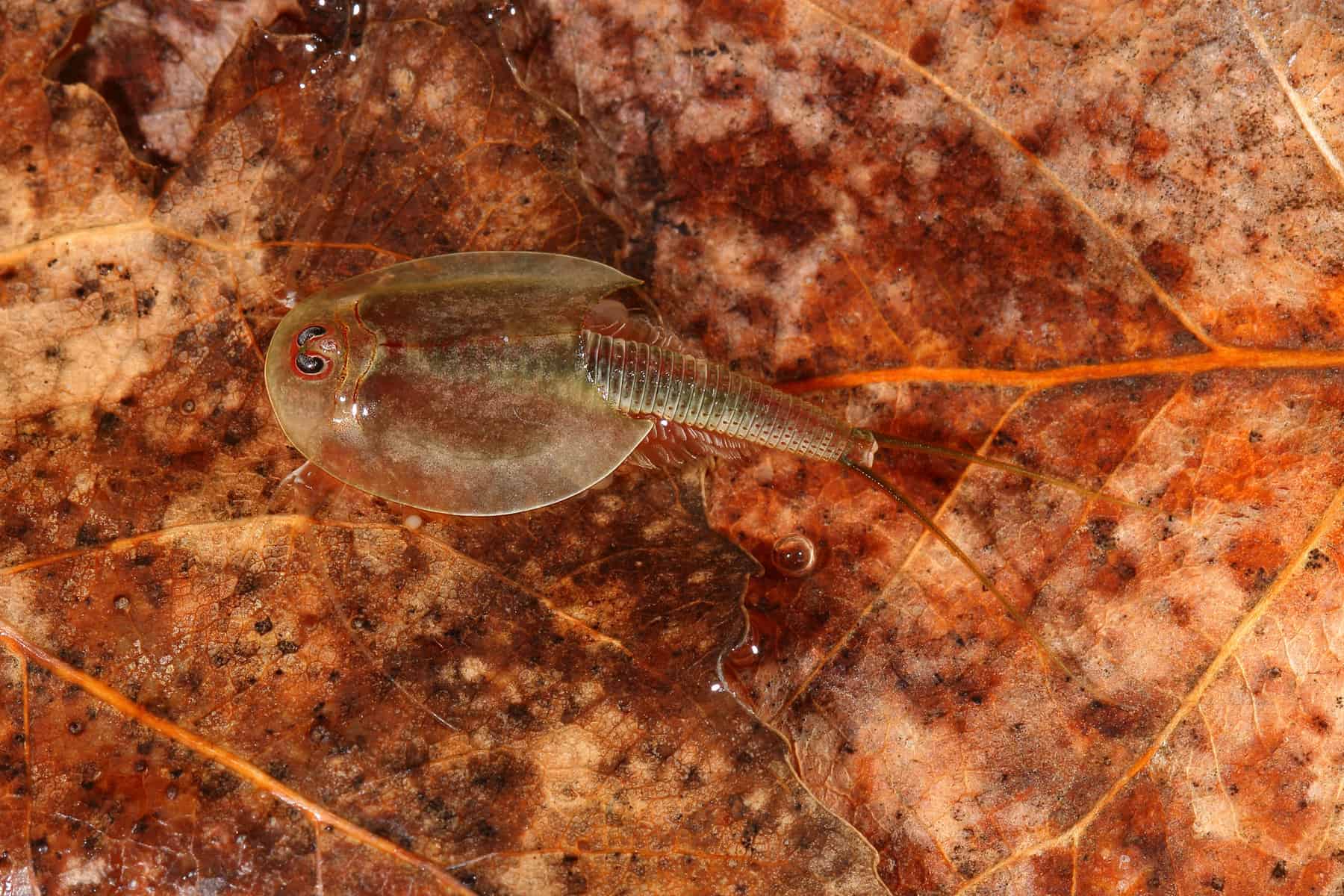 triops in aquarium