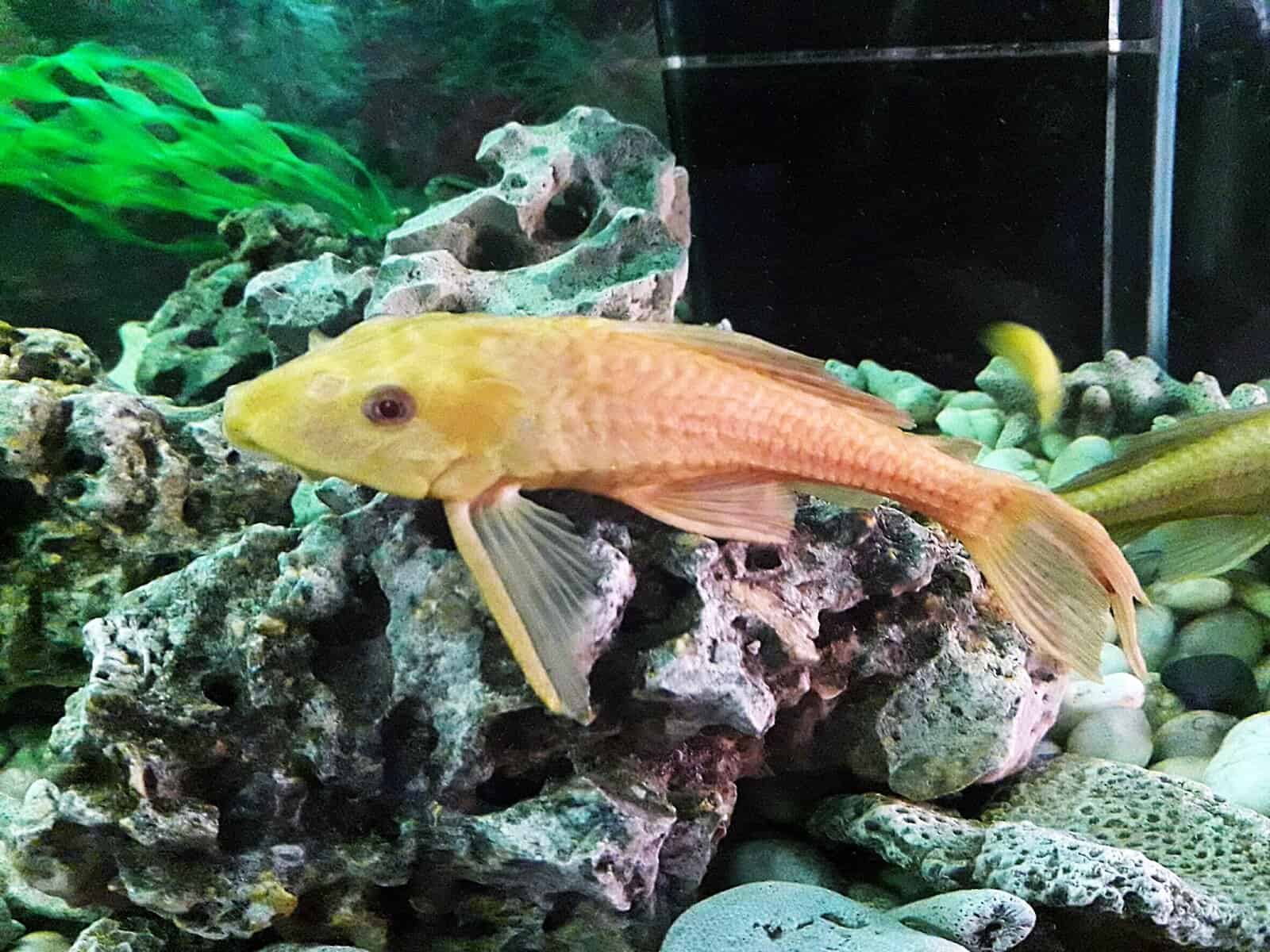 Is Your Fish Rubbing on Rocks? Read On To Find Out Why