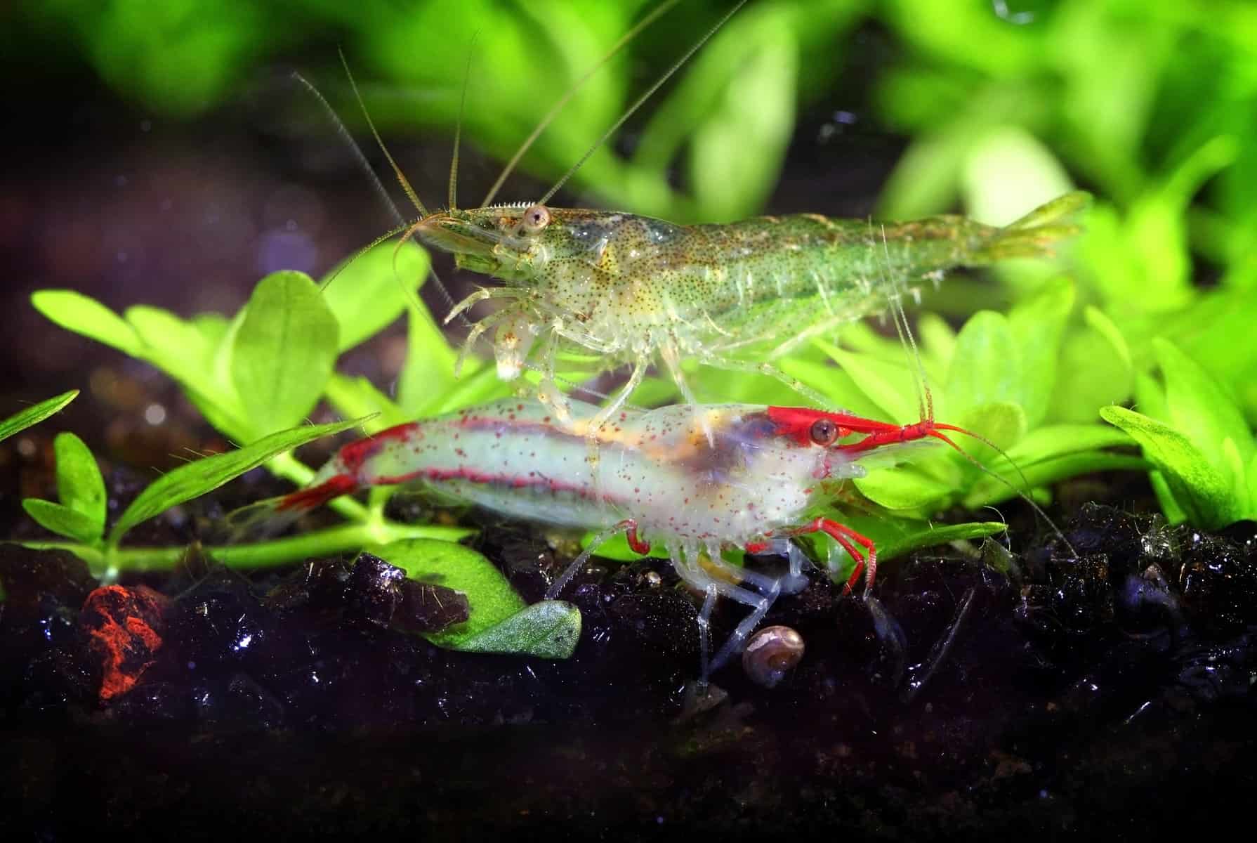 Freshwater Shrimp