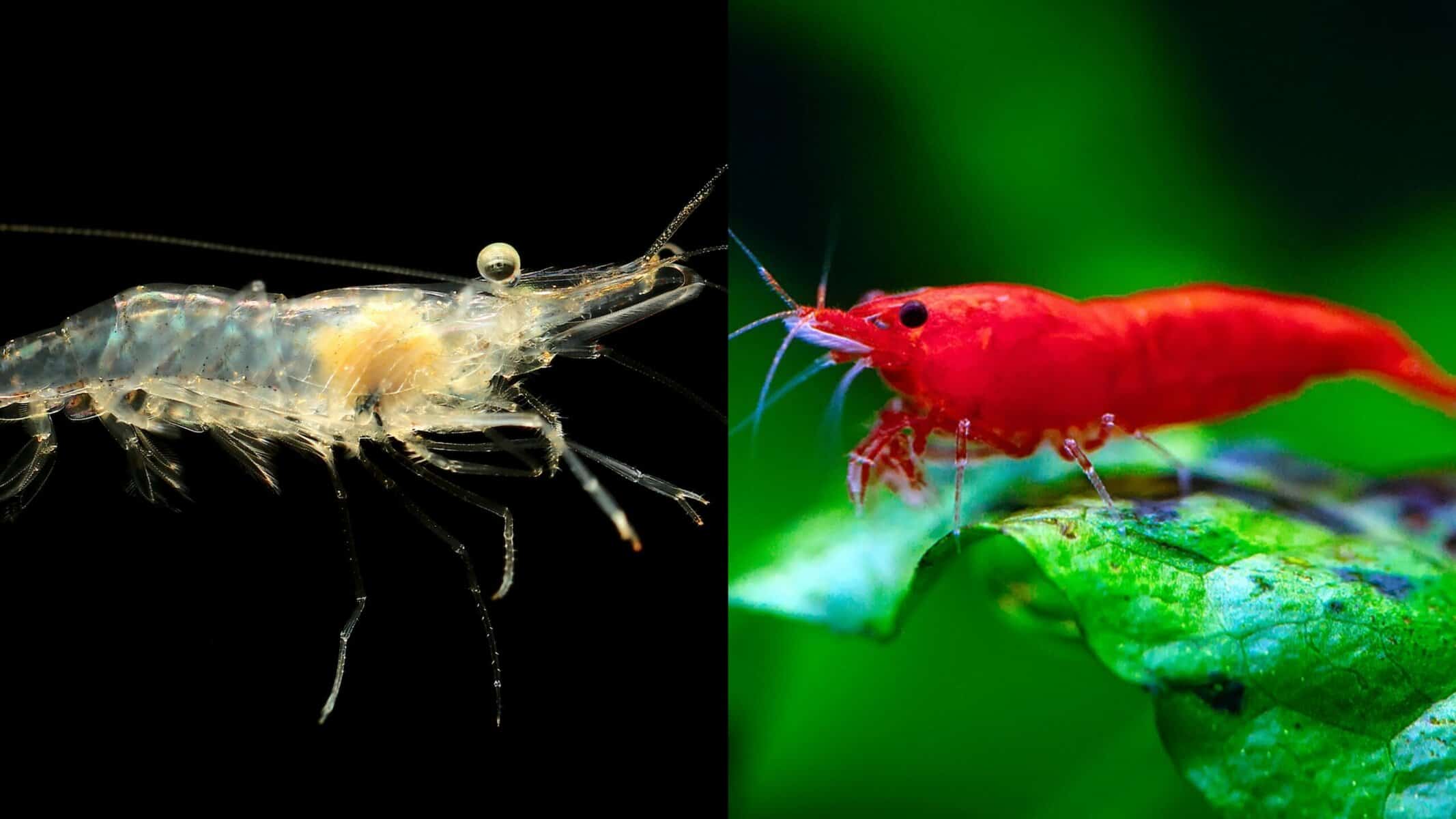 Ghost Shrimp vs Cherry Shrimp