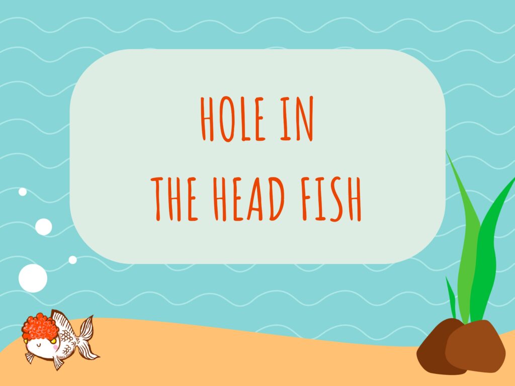 Hole in the Head Fish
