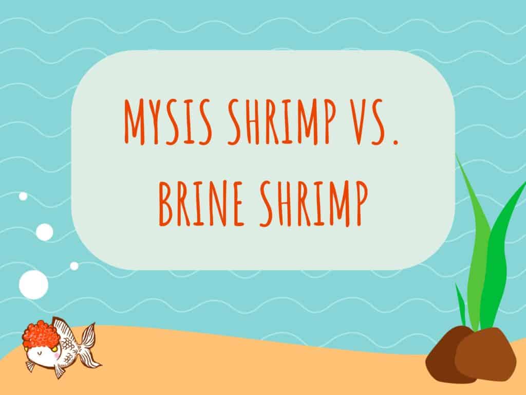 Mysis Shrimp vs Brine Shrimp