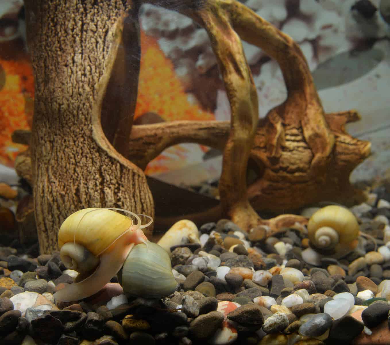 Mystery Snail Food Guide