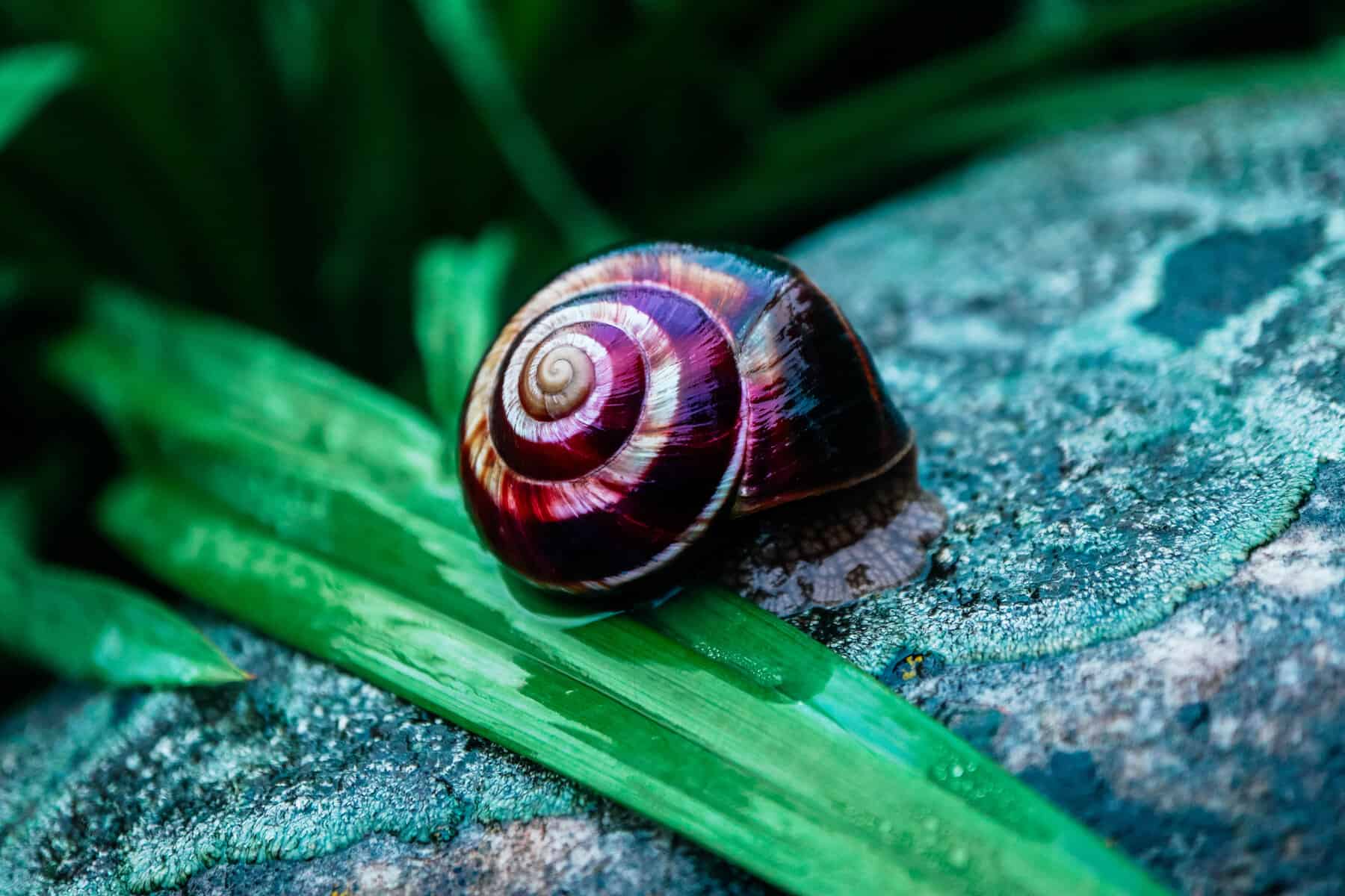 thumbnail image 2 of Plush Snail Super Cute St￭ Snail By Teddy Hermann 2 of 11