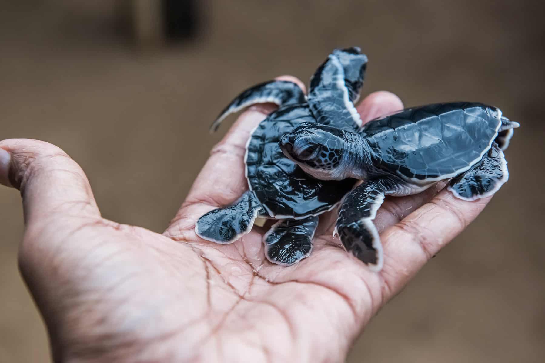 Turtles That Stay Small All Their Lives (+ FAQs)