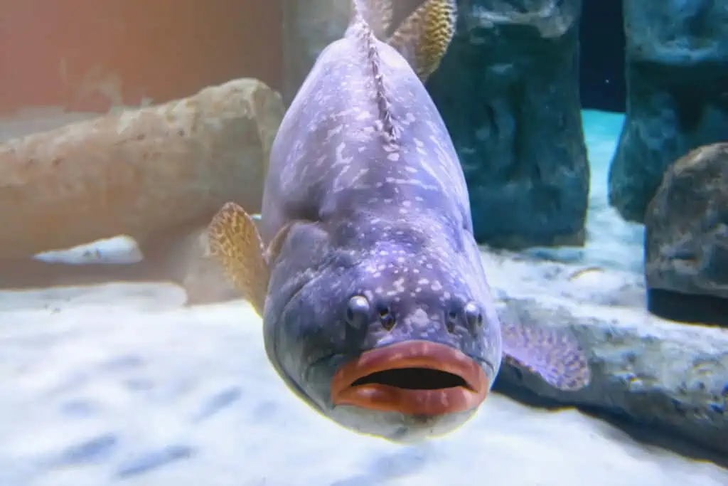 fat lip fish