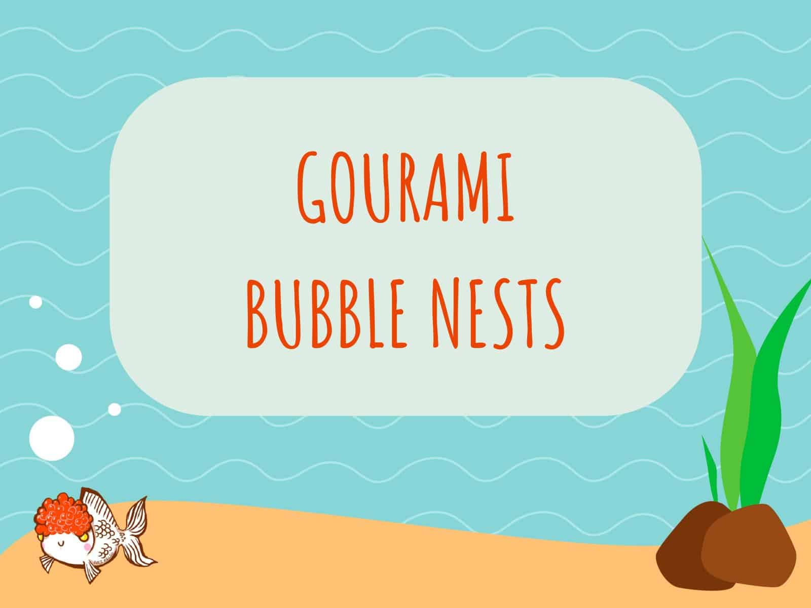 gourami bubble nest