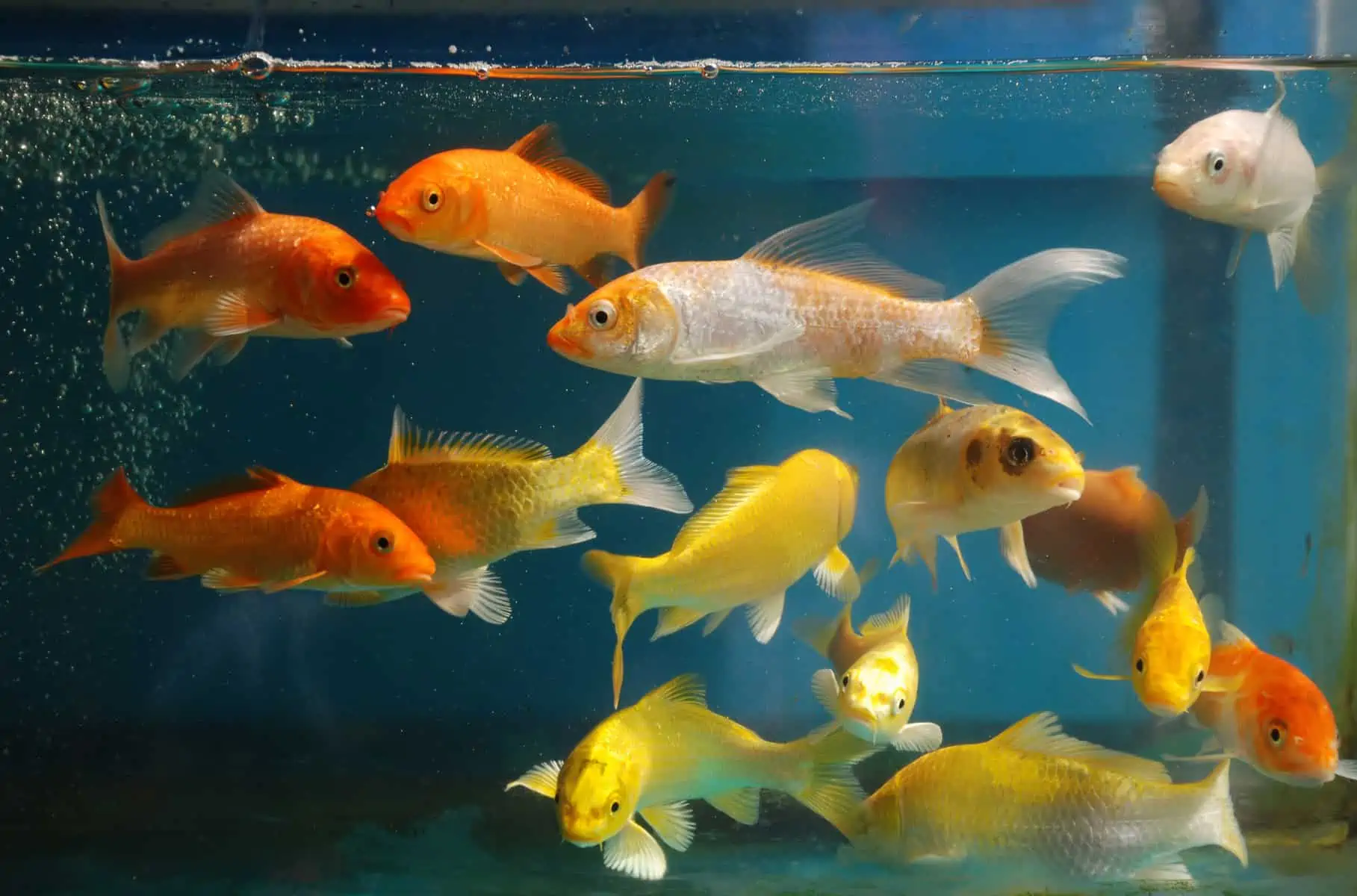 is well water safe for fish