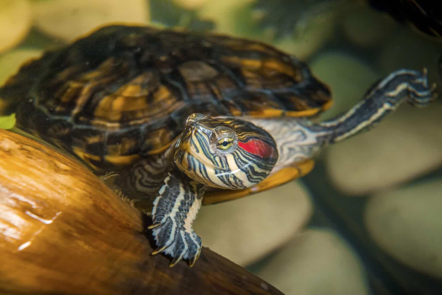View of 11 Red Eared Slider Tank Mates (Species, Origins + More)