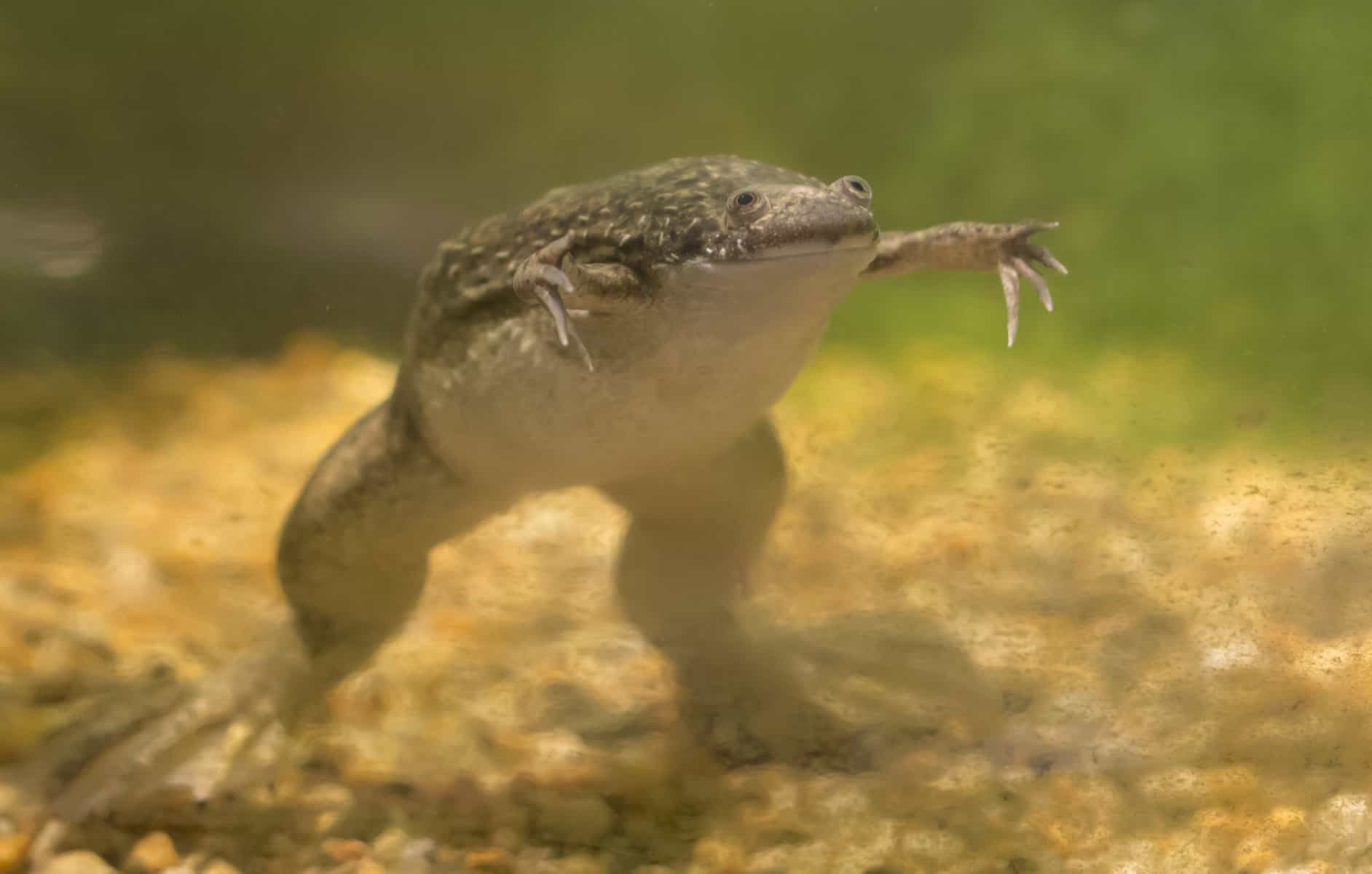 African Clawed Frog Bloat