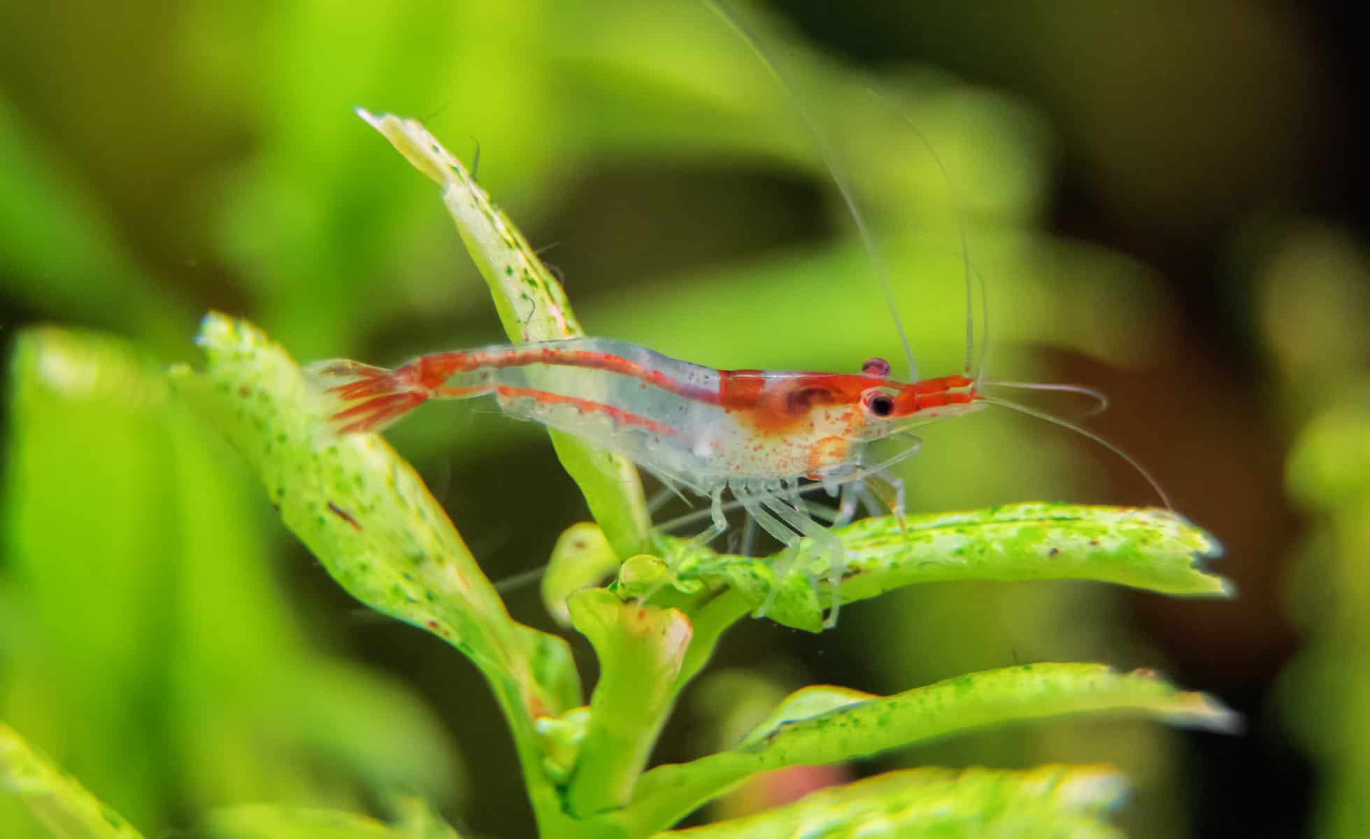 Ghost shrimp turned orange, been like this for a few weeks : r/Aquariums