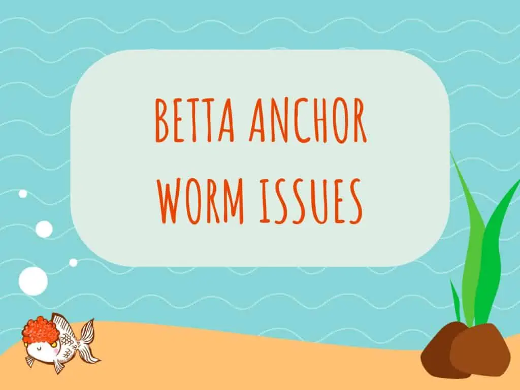 Betta Anchor Worm