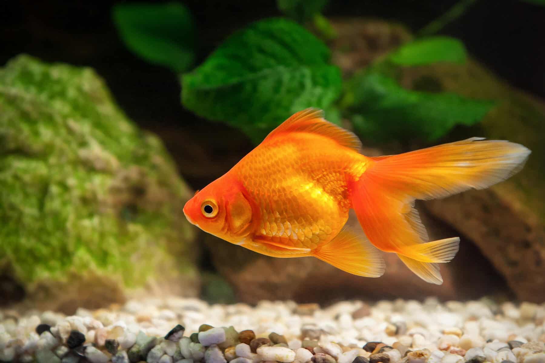 Can Goldfish Eat Tropical Fish Food