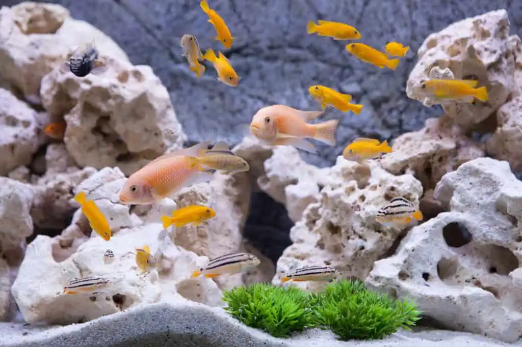 Fish Tank Sizes