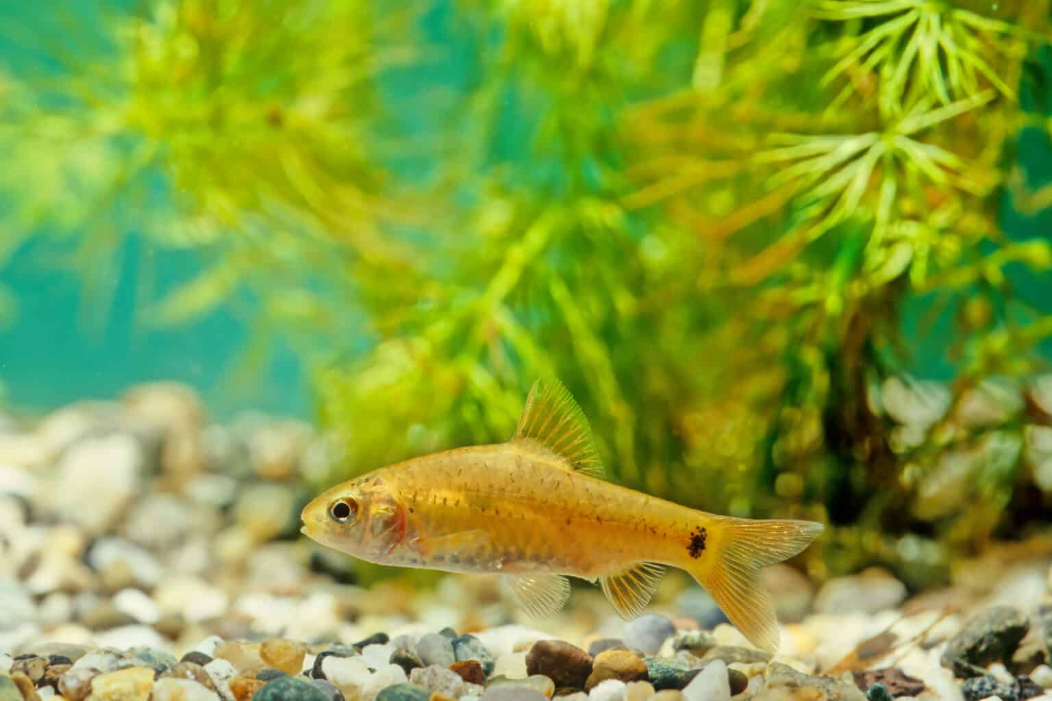 Aquarium Fish That Like Strong Current – Our Helpful Guide