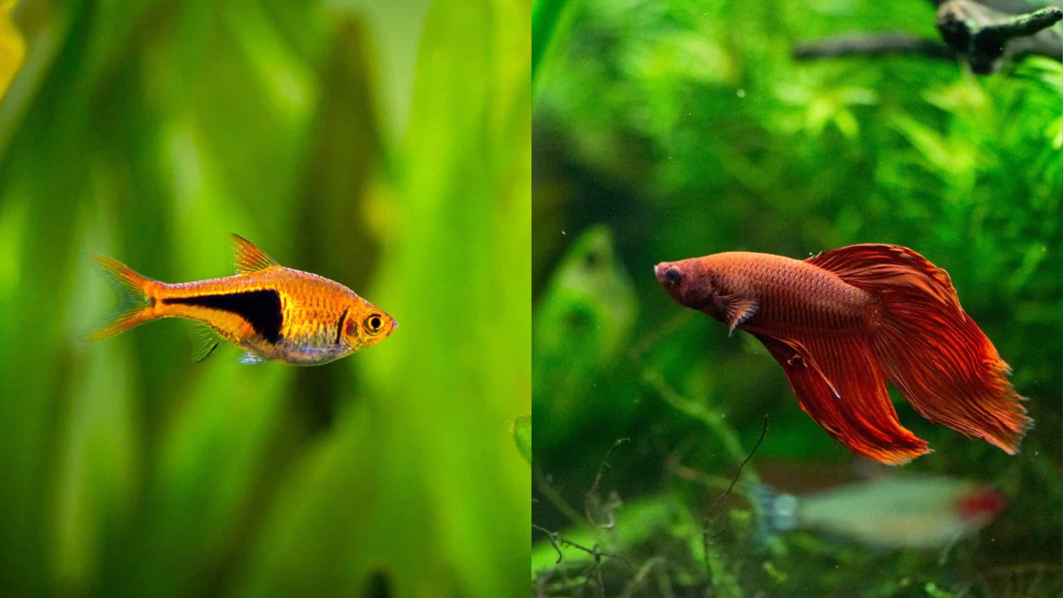 Harlequin Rasbora and Betta