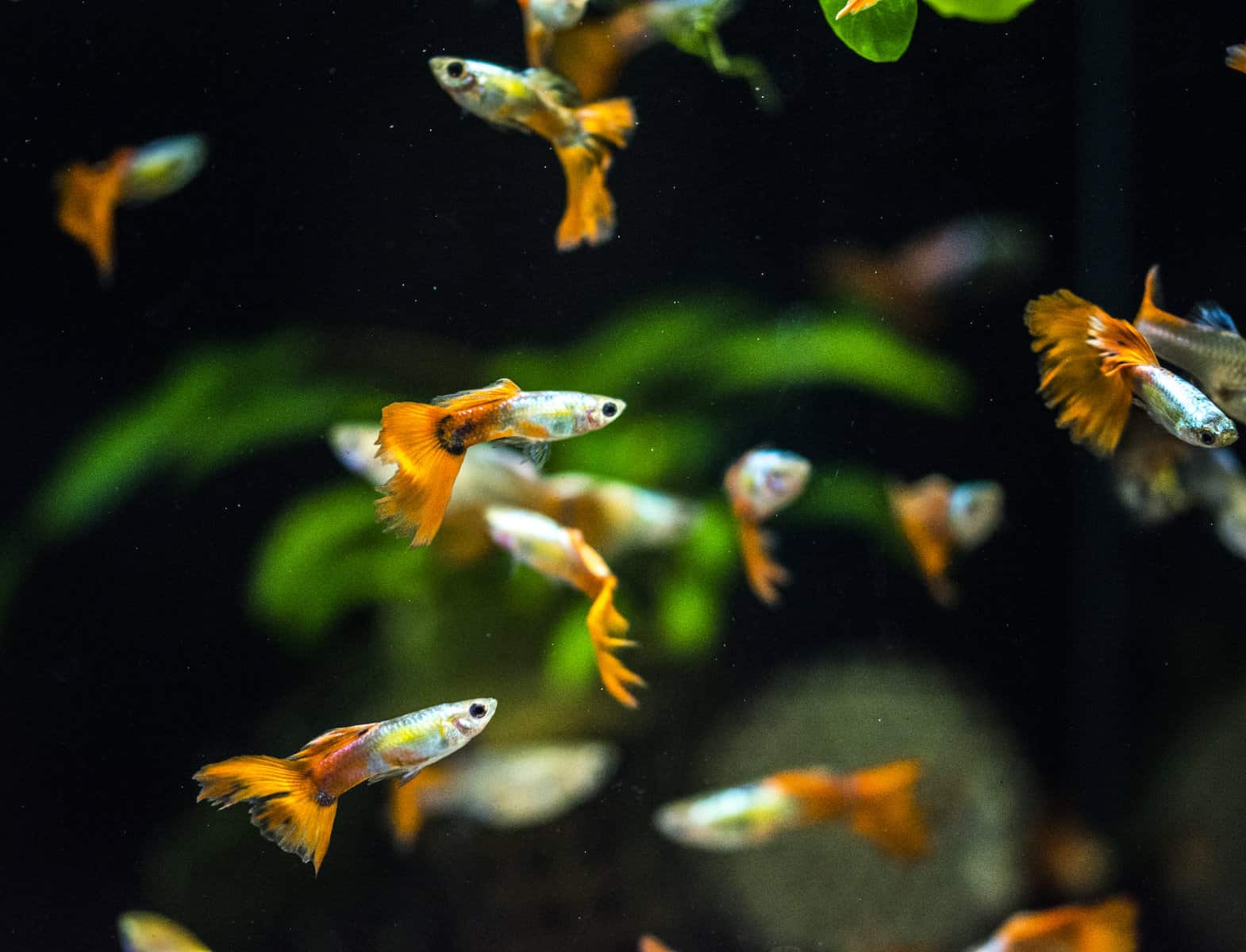 How Many Guppies in a 30 Gallon Tank