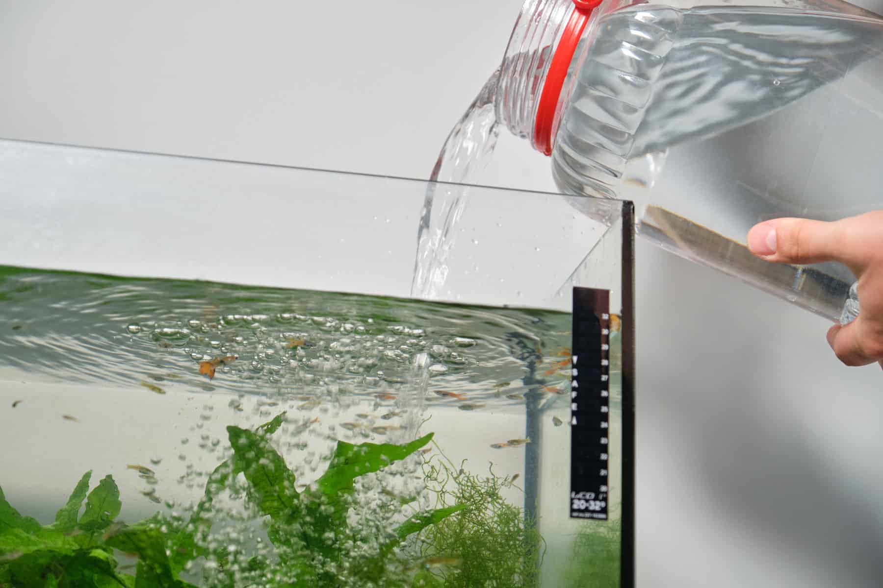 How Often To Change Fish Tank Water