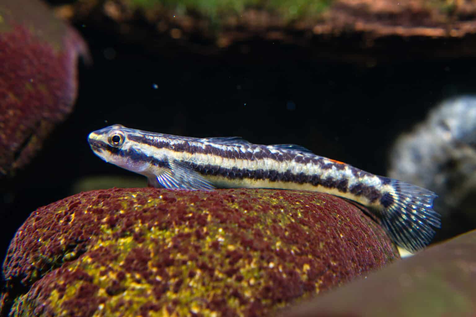 Aquarium Fish That Like Strong Current – Our Helpful Guide