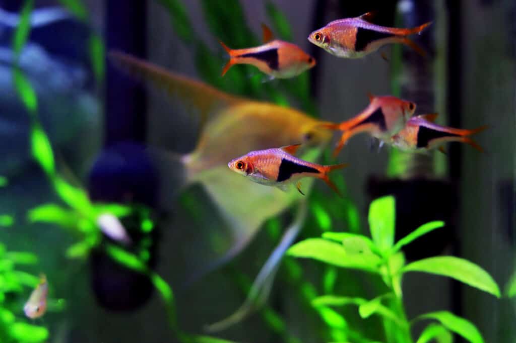 aquarium fish that like strong current